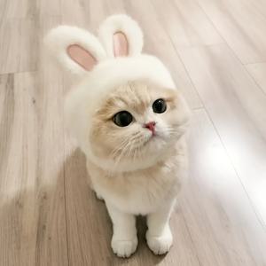 TEMU 부드러운 플러시 이스터 토끼 고양이 모자 - 핑크 악센트가 있는 하얀색 무릎 귀, 사랑스러운 애완동물 의상 액세서리, 손세탁 전용, 봄철 애완 동물 패션, 편안한 반려묘용 옷