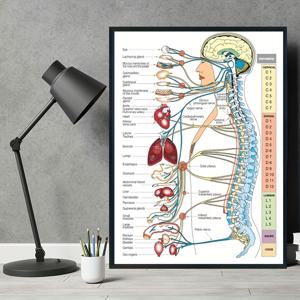 TEMU 인간 척추 해부학 및 기능 교육 포스터 - C1-C7 척추와 기관 시스템 차트 라벨링, 의대생을 위한 액자 없는 캔버스 아트 프린트, 카이로프랙터, 물리적 이완 사무실, 의료 학습 도구 | 기능적 예술 인쇄물 | 상세한 일러스트레이션