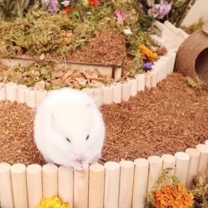 TEMU 상호작용형 햄스터 놀이터 - 부드러운 등반 사다리와 그네 장난감, 쉬운 조립, 천연 목재 소재 - 대부분의 작은 애완동물에 적합