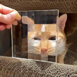 TEMU 픽셀 강아지/고양이 사진 필터 - 창의적인 애완동물 사진 촬영을 위한 유리 렌즈 아트 도구, 배터리 필요 없음, 깃털 없음, 일반 사용, 재미있는 선물 아이디어, 애완동물 사진 액세서리 | 픽셀 디자인 | 내구성 있는 유리 렌즈, 개 얼굴 마스크, 포토 부스 소품, 포토 부스, 포토 부스 소품, 포토 부스 프레임, 포토 부스, 장난