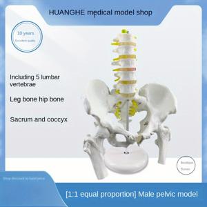 TEMU 5세그먼트 요추 및 골반을 갖춘 교육용 인간 해골 모델 - PVC 소재, 흰색