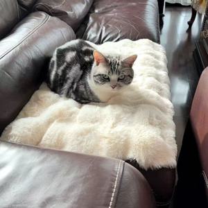 TEMU 고양이 매트 의자 쿠션, 고양이 침대 등반 프레임, 따뜻한 수면 강아지 둥지 패드, 공간 애완 동물 담요