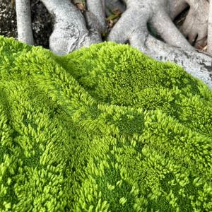 TEMU 리얼리스틱 인공 이끼 - 테라리움, 요정 정원, 크리스마스, 할로윈, 부활절, 추수감사절, 하누카 장식용 - 유지보수 없는 실내/야외 장식 - 폴리에스터 이끼, 집, 가게, 파티 - 쉽게 세척 가능 & 오래 지속되는 제품