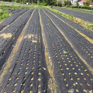 TEMU 4가지 사양으로 제공되는 이 고탄력 통기성 조경 재료는 3.12Ft x 32.81Ft로 측정됩니다. 물이 통과할 수 있는 검은색 펀칭 잡초 방지 시트로, 채소밭, 꽃밭에 적합합니다.