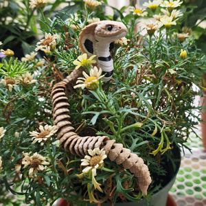 TEMU 1개 리얼리스틱 킹코브라 조각상 - 생생한 베이지, 흑백 스케일, 내구성 있는 플라스틱 제작 실내/야외 장식용 - 파충류 애호가를 위한 완벽한 선물, 생일, 할로윈, 크리스마스 - 전기 불필요 테이블탑 또는 정원 디스플레이, 핸드페인팅 세부 디자인, 수제 공예품, 홈 데코 소품