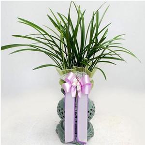 황룡금(고급화분)당선축하 승진 취임화분추천 축하난 개업이전