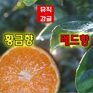 황금향-음악을 듣고 자랐습니다. 뮤직감귤