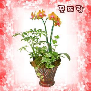 [사라골드(쌍대)] 축하, 취임, 실내장식 등 ▣전국무료 당일배송▣