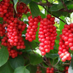 (냉동)문경 생오미자 5kg/10kg 생과/엑기스/청/당절임/25년산