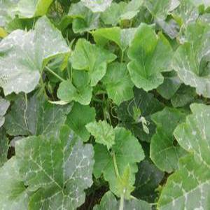 호박잎 500g/당일 수확 발송