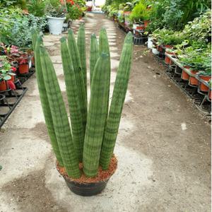 목대가굵은스투키( 음이온팡팡) 가격저렴높이 30cm