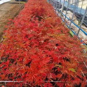 마가목나무 P9포트 묘목 노지월동 관상열매 약용 특용수 정원 조경용 나무 (목하원예조경)