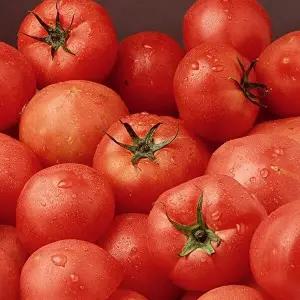 [명가일품]자연을 닮은 전라도 토마토 정품 3kg (4-5번과)