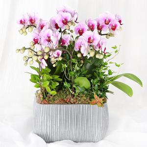 당일 꽃배달 승진 화분 개업 축하 고급 성공의 기쁨 서양란 H485