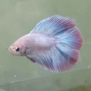 [신세계수족관] 더블테일 베타 수컷 (색상미요구시 랜덤발송)