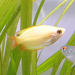 [신세계수족관] 골든 허니드워프 구라미 2.5cm급 2마리