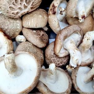 서천 무농약 친환경 쫄깃한 못난이 생 표고버섯 파지 1kg 실속형 선물세트