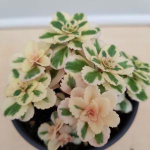 [소나무길] 꽃처럼 아름다운 아틀란티스 050