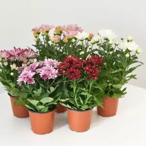 미니 국화 소형 색상 랜덤 국화꽃 야생화 꽃키우기 다년초 인테리어식물