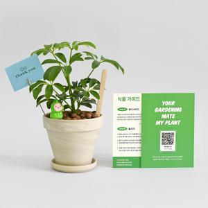 홍콩야자 독일 토분 세트