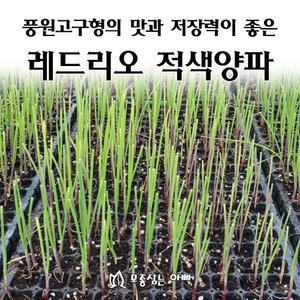 [모종심는아빠] 풍원고구형의 맛과 저장력이 좋은 레드리오 적색양파 모종12개