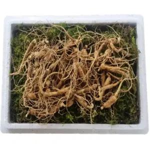 천생삼 산양산삼 못난이 파지삼 5-6년근 B급 100g 산삼 산양삼 장뇌삼