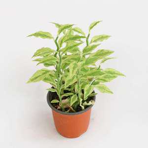 천국의 계단 대은룡 소형 모종 다육 식물