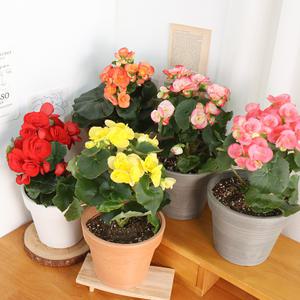 갑조네 꽃베고니아(랜덤)(중품)
