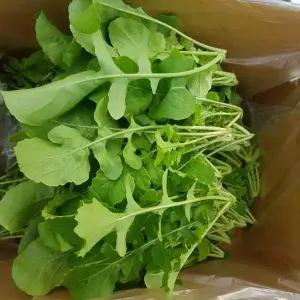 [안산팜]로케트 루꼴라 1kg