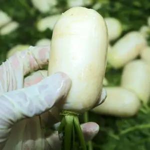 [맛군]국내산 재료 100% 세척 절임 알타리 무 절임무 5.5kg(3단)