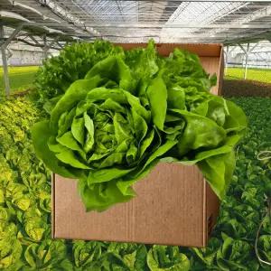 GAP인증 유러피안 샐러드 유럽 모듬채소 쌈채소