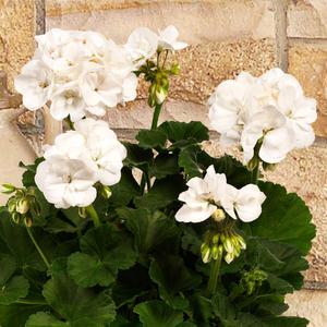 조날제라늄 클라라 (어린모종 8cm분)