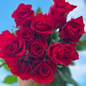 [아트플라워] 비탈 빨간 빨강장미 장미 생화 꽃선물 플랜테리어