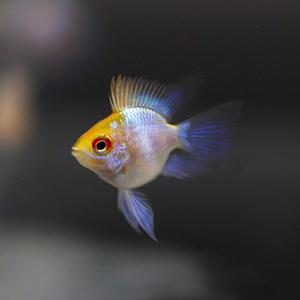 [힘찬열대어] 스카이 블루 볼 라미네지 1마리