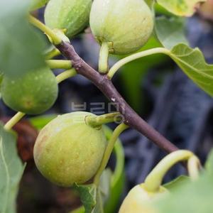 무화과 묘목 (바나네) 뛰어난당도 강추무화과품종 / 2년생 상묘