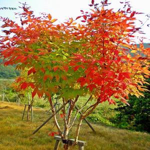 복자기단풍나무/실생3년_(분)조경수/정원수/묘목/A0660