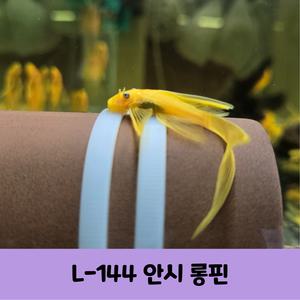 청소물고기 144안시 롱핀 3마리