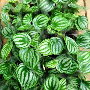 에덴플랜트 수박페페 페페로미아 반음지 다육식물 공기정화 수경재배