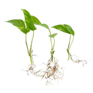 글라스가든 뿌리 세척 스킨답서스 모종 관엽식물 수경재배 수생 식중 실내공기정화식물 3뿌리