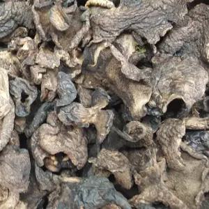 건능이 자연산 말린 능이 백숙 버섯 재료(특품) 건조 흑능이 100g