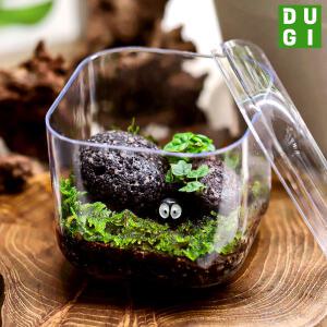 제주애기모람 테라리움 만들기 DIY 키트 라운드큐브 비단이끼 키우기 비바리움