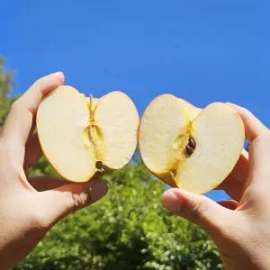 (가정용) 경북 꿀사과 중소과 10kg 안동 청송