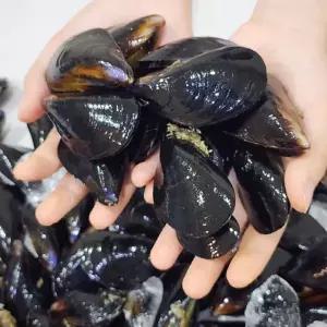[하라네]남해안 제철 홍합 자연산 세척 생홍합 다듬이 2kg