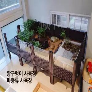육지거북이 오픈 사육장 아크릴판 달팽이 번식 키우기