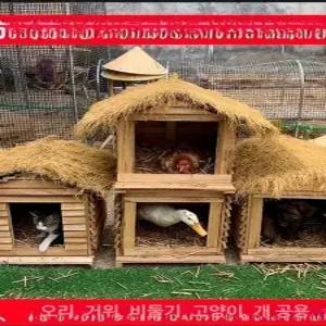 베라즈제이 닭집 사육 둥지 대형 닭산란통 닭장