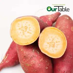 호박고구마 10kg(특상) 베니하루카 해남 영암 햇 첫출하