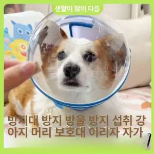 강아지 엔젤링 넥카라 보호대 고양이 헬맷 깔대기 애견