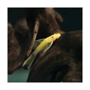 안시 롱핀 (1마리)