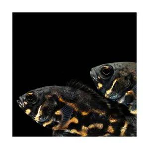 [주니멀열대어]타이거 오스카 8~10cm 내외관상어