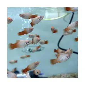 [주니멀열대어][난태생] 살구 플래티 3마리관상어